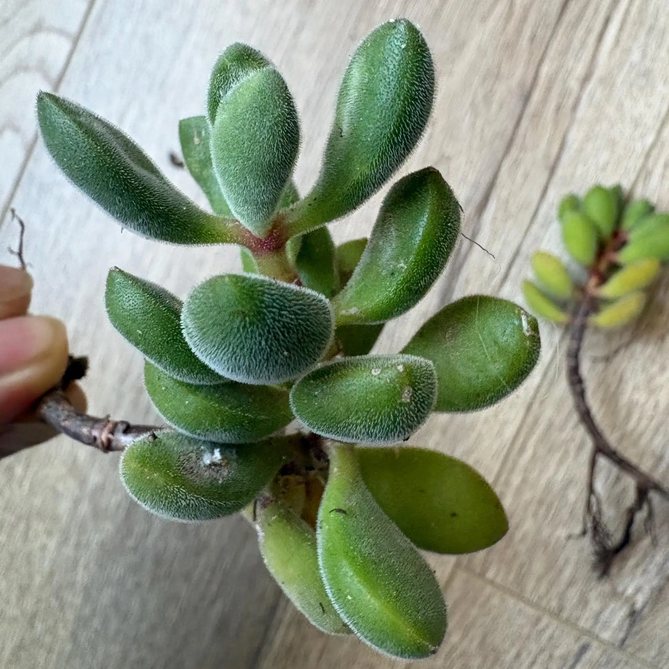 Live Crassula Rogersii succulent cuttings, beginner friendly rooted succulent, windowsill plant California